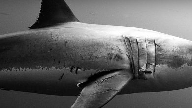 National Geographic’s ‘Sharkfest’ Returns: When and Where to Watch It Online for Free Without Cable