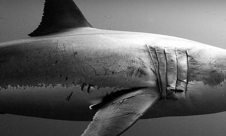 National Geographic’s ‘Sharkfest’ Returns: When and Where to Watch It Online for Free Without Cable