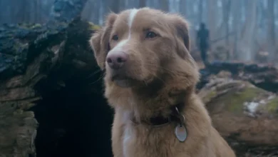 Why Horror Movies About Animals Always Hit a Nerve