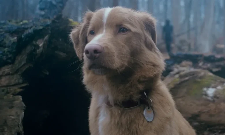Why Horror Movies About Animals Always Hit a Nerve